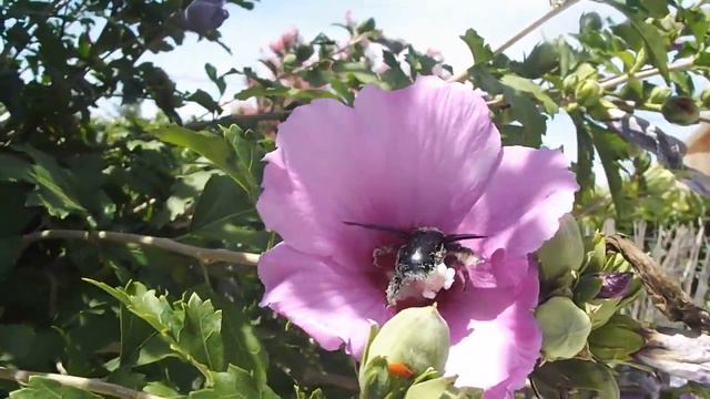 Bon appétit Monsieur le beau bourdon aux ailes et métalliques ! смотреть онлайн