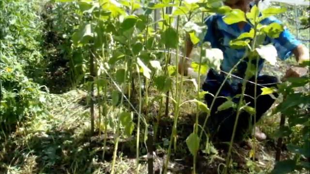 Худой подсолнух смотреть онлайн