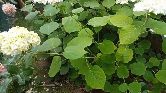 Мій сад - моя любов. Запрошую на легеньку прогулянку садом. Догляд за  гортензією Анабель.