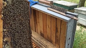 ПЧЁЛЫ 🐝🐝. ВЫВОД МАТОК БЫСТРО, ПРОСТО, КАЧЕСТВЕННО.