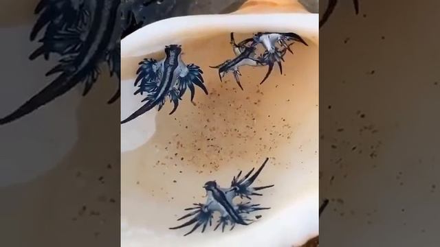 Голожаберник("Glaucus atlanticus")одно из самых красивых и редких морских существ на Земле   #Short