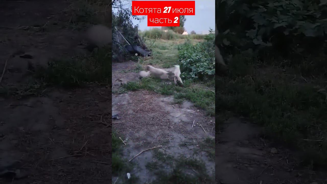 котята часть 2 #котята #питомцы смотреть онлайн