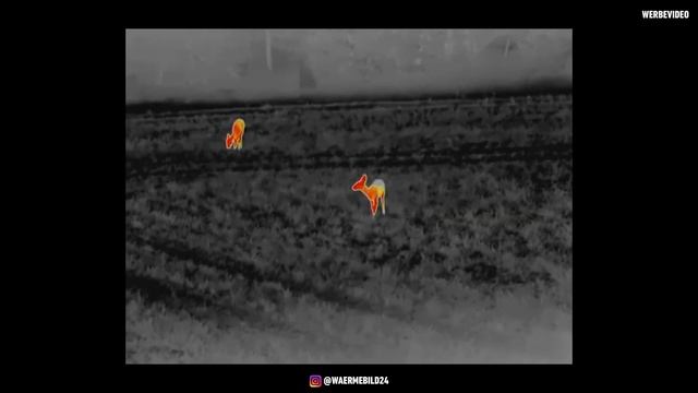 Anblick mit dem Infiray Xeye CL35M Wärmebild-Handgerät ? смотреть онлайн