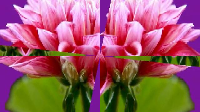 dahlia delirium смотреть онлайн