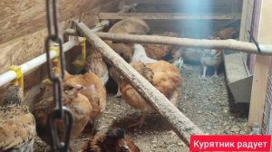 Курятник радует