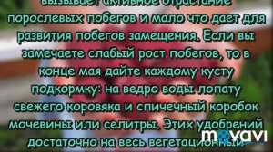 Ведро малины с одного куста