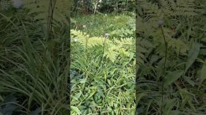 По проселочной дороге шла я молча