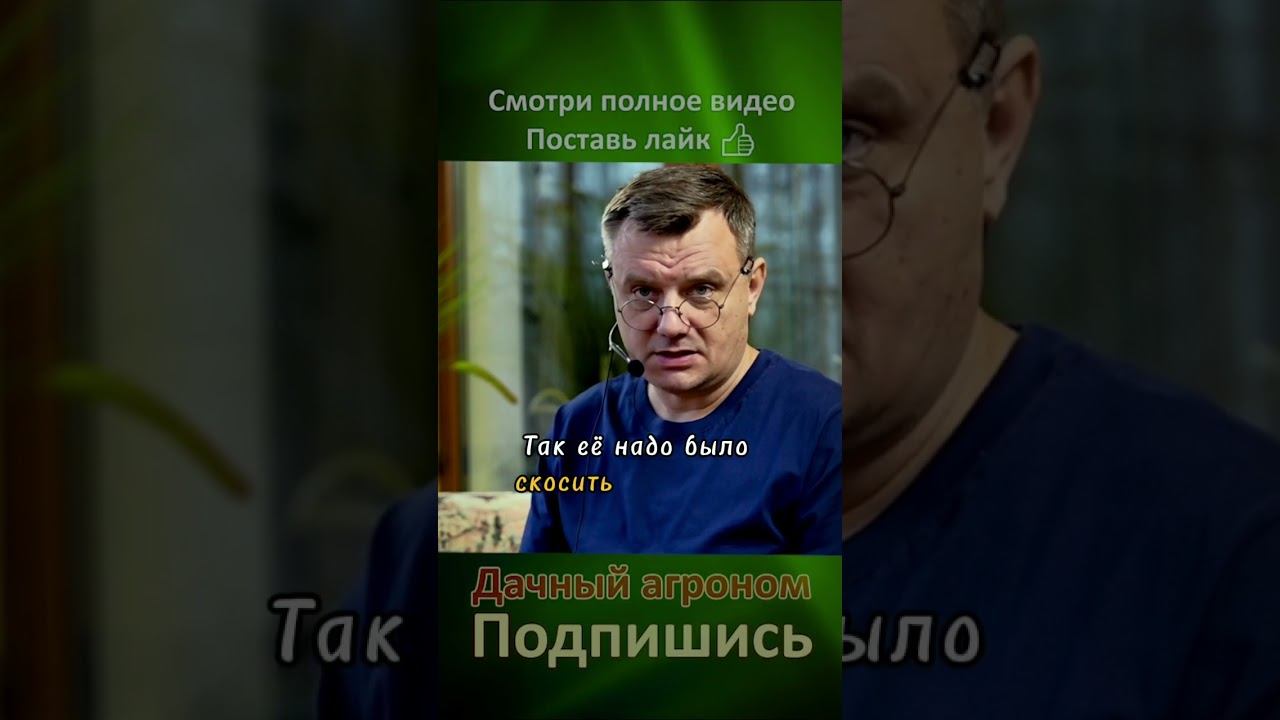 Посеял горчицу КАК ИЗБАВИТЬСЯ Дачный агроном