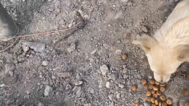 Крупнокалиберный Переполох группа Ангел помогает людям в Мариуполе @bolshiepushki смотреть онлайн