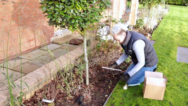 How To Plant Allium Bulbs For Beginners