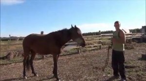 Видео-урок. Осаживание. Как осадить лошадь? Команда Назад.