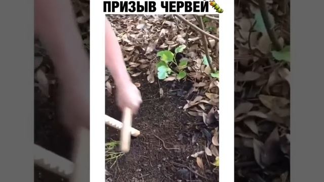 Сами лезут Черви для рыбалки Реальный Суммон Звуком призвать червей для рыбалки #лайфхак