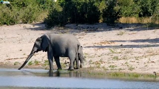 Cute Animals 4K - Relaxing Music That Heals Stress, Anxiety and Depressive Conditions, Calm Music смотреть онлайн