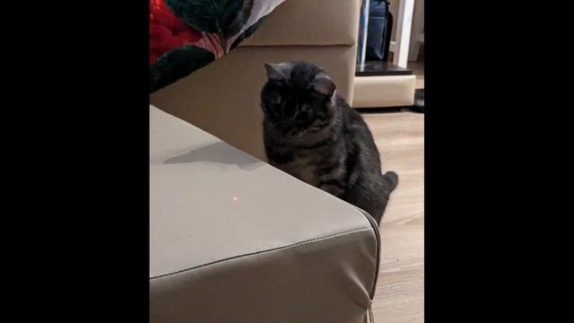 Роскошная кошечка Дымка в добрые руки! смотреть онлайн