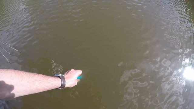 Запускаю клариевых сомиков к себе в пруд на лето. смотреть онлайн