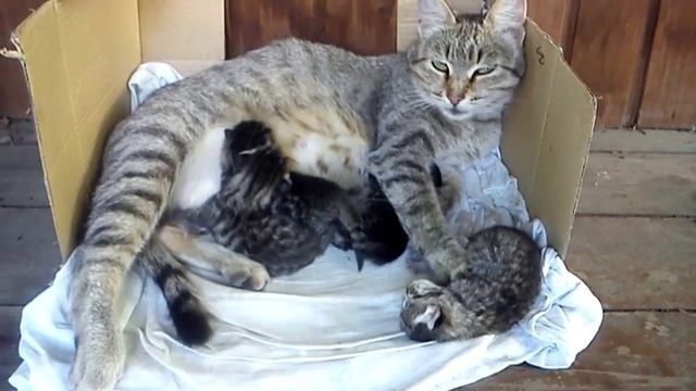 Новорожденные котята смотреть онлайн