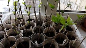 Гибискус древовидный. Зимовка