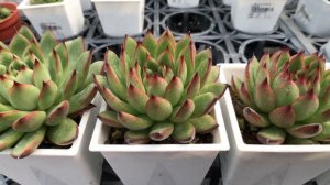 Echeveria 'Lady's Finger' 貴婦手指(多肉)