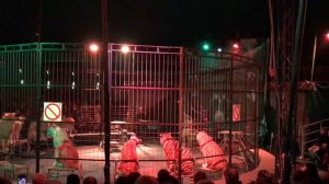 Выступление Тигров и Львов. Клуб «Тэнгу Про» в Цирке «Империал»