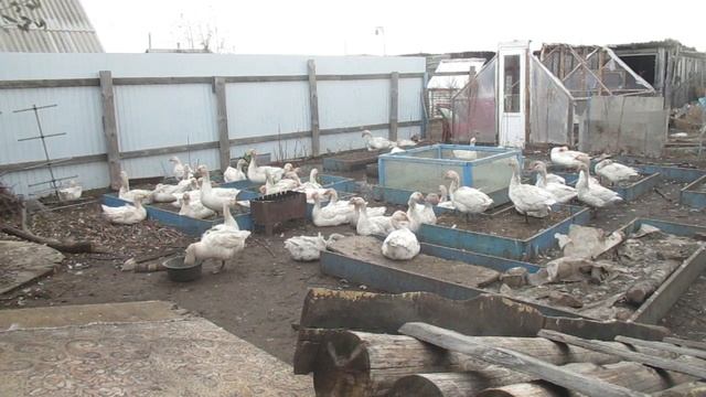 МИНУСЫ В РАЗВЕДЕНИЕ ГУСЕЙ.Семья в деревне,Жизнь в деревне,Деревенский канал,Деревенский парень. смотреть онлайн