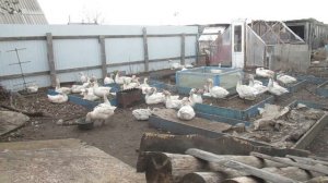 МИНУСЫ В РАЗВЕДЕНИЕ ГУСЕЙ.Семья в деревне,Жизнь в деревне,Деревенский канал,Деревенский парень.