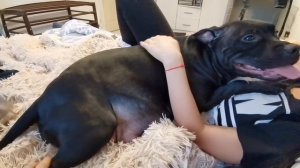 Поведение собаки за несколько часов до родов