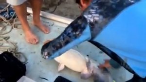 Рыбалка Американский сом