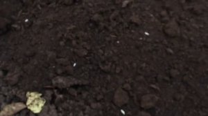 Как посадить белые грибы на даче