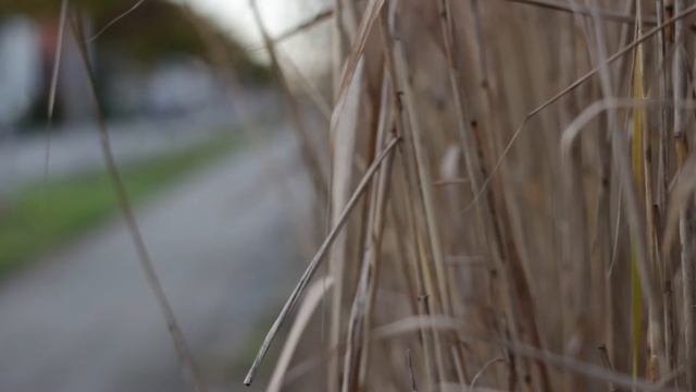 Canon 50mm 1.8 (EOS 600D/TEST) | Video/Foto смотреть онлайн