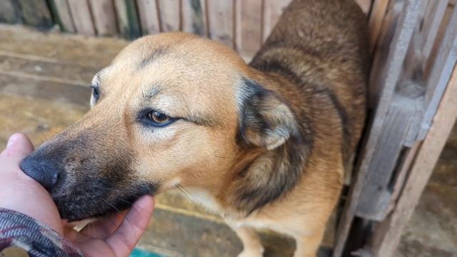 Такса Нора и щенки, подвиг мамы Аллы и курцхар Ричард смотреть онлайн