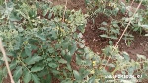 Обрываю махровые цветы на томатах. Зачем и в какое время обрывать махровый цветок у помидоров.