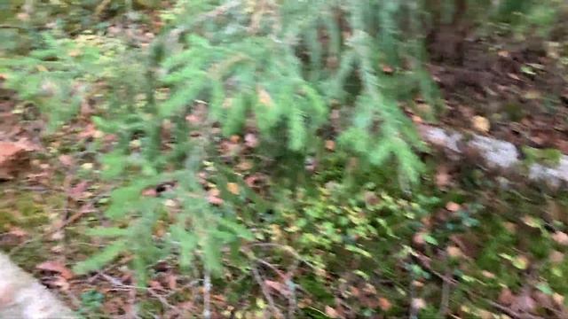 Осень, Лес, Грибы смотреть онлайн