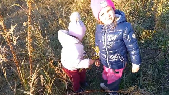 сбор облепихи.