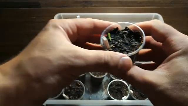 ЧТО ВЫРОСЛО ИЗ 24 ВИДОВ КАКТУСОВ. СЕМЯДОЛИ. 24 TYPES OF CACTUS смотреть онлайн