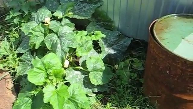 Из скошенной травы-перегной смотреть онлайн