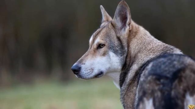 СОБАКИ КОТОРЫЕ ОЧЕНЬ ПОХОЖИ НА ВОЛКА смотреть онлайн