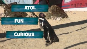 Chessington World of Adventures | Penguin Love Island Episode 2