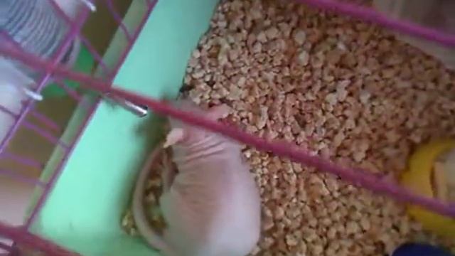 Лысая крыса сфинкс Герасим смотреть онлайн