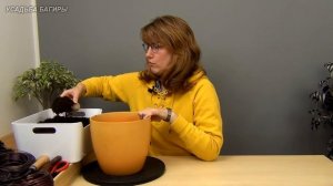 Бонсай из фикуса Бенджамина в стиле Раздвоенный ствол (ч.1).