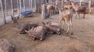 Как кричат олени, зоопарк спасеных животных при монастыре Ват Банг Кунг