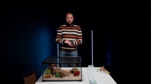 Как завести экзотическую ящерицу у себя дома