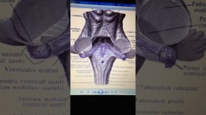 Желудочки головного мозга. Часть 3: 4-й желудочек.
