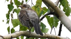 Дрозды на березе и черемухе