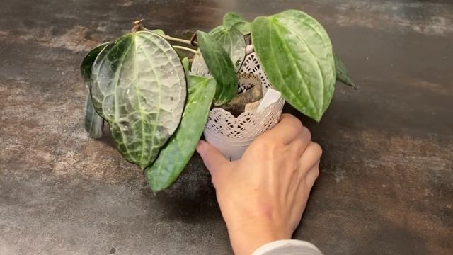 Хойя суригаоенсис Hoya Suriganiensis! Красивая неприхотливая быстрорастущий сорт! Советую всем!