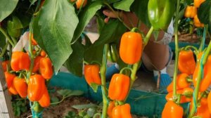 СЛАДКИЙ ПЕРЕЦ ГАМИК. ИНДИВИДУАЛЬНЫЙ ОБЗОР МИНИ ПЕРЦА. УРОЖАЙНОСТЬ С КУСТА. ОТЗЫВЫ. Pepper.