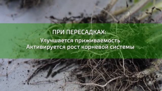 Кормилица Микориза