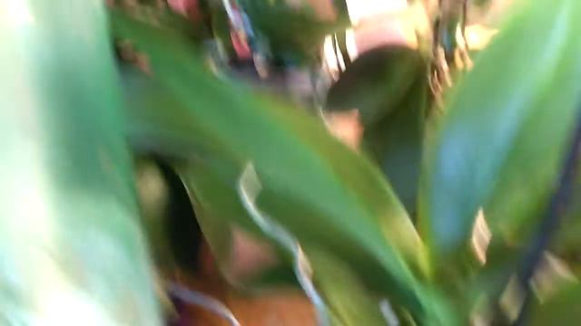 Мои орхидейки в сентябре часть 2 смотреть онлайн