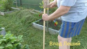 Защита клубники часть 2. Защита клубники от птиц. Strawberry protection.