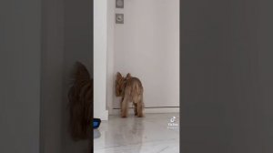 Смешные моменты мики пики.