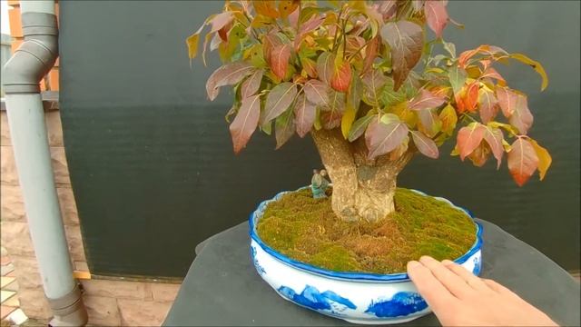 Краски осени бонсай бересклет Европейский или Бруслина Euonymus europaeus 2020 год смотреть онлайн